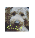 グラパ（個別スタンプ：3）