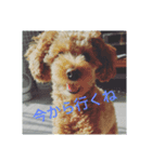 グラパ（個別スタンプ：4）