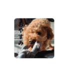 グラパ（個別スタンプ：6）