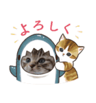 普段使いの保護ねこスタンプ（個別スタンプ：1）
