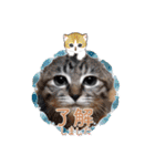 普段使いの保護ねこスタンプ（個別スタンプ：2）