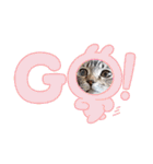 普段使いの保護ねこスタンプ（個別スタンプ：4）