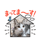 普段使いの保護ねこスタンプ（個別スタンプ：5）