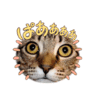 普段使いの保護ねこスタンプ（個別スタンプ：6）