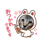 普段使いの保護ねこスタンプ（個別スタンプ：7）