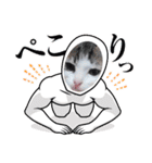 普段使いの保護ねこスタンプ（個別スタンプ：9）