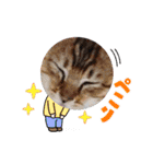 普段使いの保護ねこスタンプ（個別スタンプ：10）