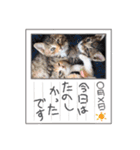 普段使いの保護ねこスタンプ（個別スタンプ：11）