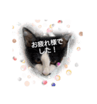 普段使いの保護ねこスタンプ（個別スタンプ：15）