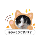 普段使いの保護ねこスタンプ（個別スタンプ：16）