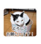 普段使いの保護ねこスタンプ（個別スタンプ：18）