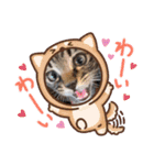 普段使いの保護ねこスタンプ（個別スタンプ：19）
