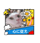 普段使いの保護ねこスタンプ（個別スタンプ：21）