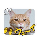 普段使いの保護ねこスタンプ（個別スタンプ：22）