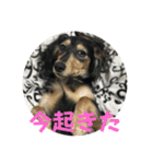 まるのるい（個別スタンプ：1）