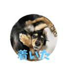 まるのるい（個別スタンプ：7）