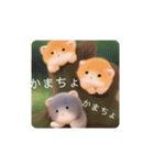 謎かわいい動物2（個別スタンプ：12）