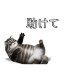 AI猫の可愛くてシュールな台詞スタンプ集04（個別スタンプ：1）