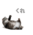AI猫の可愛くてシュールな台詞スタンプ集04（個別スタンプ：2）