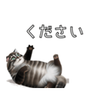 AI猫の可愛くてシュールな台詞スタンプ集04（個別スタンプ：3）