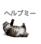 AI猫の可愛くてシュールな台詞スタンプ集04（個別スタンプ：4）