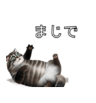AI猫の可愛くてシュールな台詞スタンプ集04（個別スタンプ：5）