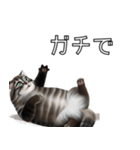 AI猫の可愛くてシュールな台詞スタンプ集04（個別スタンプ：6）