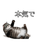 AI猫の可愛くてシュールな台詞スタンプ集04（個別スタンプ：7）