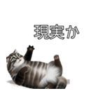 AI猫の可愛くてシュールな台詞スタンプ集04（個別スタンプ：10）