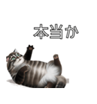 AI猫の可愛くてシュールな台詞スタンプ集04（個別スタンプ：11）