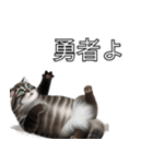AI猫の可愛くてシュールな台詞スタンプ集04（個別スタンプ：13）