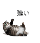 AI猫の可愛くてシュールな台詞スタンプ集04（個別スタンプ：14）