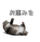 AI猫の可愛くてシュールな台詞スタンプ集04（個別スタンプ：18）