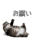 AI猫の可愛くてシュールな台詞スタンプ集04（個別スタンプ：21）