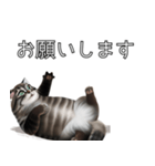 AI猫の可愛くてシュールな台詞スタンプ集04（個別スタンプ：22）