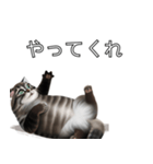 AI猫の可愛くてシュールな台詞スタンプ集04（個別スタンプ：23）
