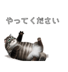 AI猫の可愛くてシュールな台詞スタンプ集04（個別スタンプ：24）