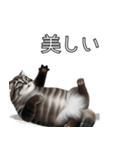 AI猫の可愛くてシュールな台詞スタンプ集04（個別スタンプ：25）