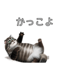AI猫の可愛くてシュールな台詞スタンプ集04（個別スタンプ：28）