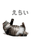 AI猫の可愛くてシュールな台詞スタンプ集04（個別スタンプ：30）
