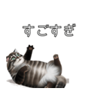 AI猫の可愛くてシュールな台詞スタンプ集04（個別スタンプ：31）