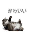 AI猫の可愛くてシュールな台詞スタンプ集04（個別スタンプ：32）