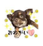 チョコタンチワワ。。（個別スタンプ：1）