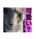 ルルandビビ（個別スタンプ：12）