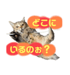 ルルandビビ（個別スタンプ：14）