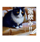 吾輩は酒好き猫である。（個別スタンプ：12）