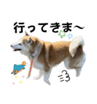 柴犬と猫と時々トイプとダックス6（個別スタンプ：1）