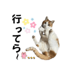 柴犬と猫と時々トイプとダックス6（個別スタンプ：2）