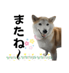 柴犬と猫と時々トイプとダックス6（個別スタンプ：4）