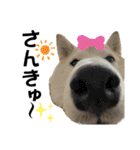 柴犬と猫と時々トイプとダックス6（個別スタンプ：6）